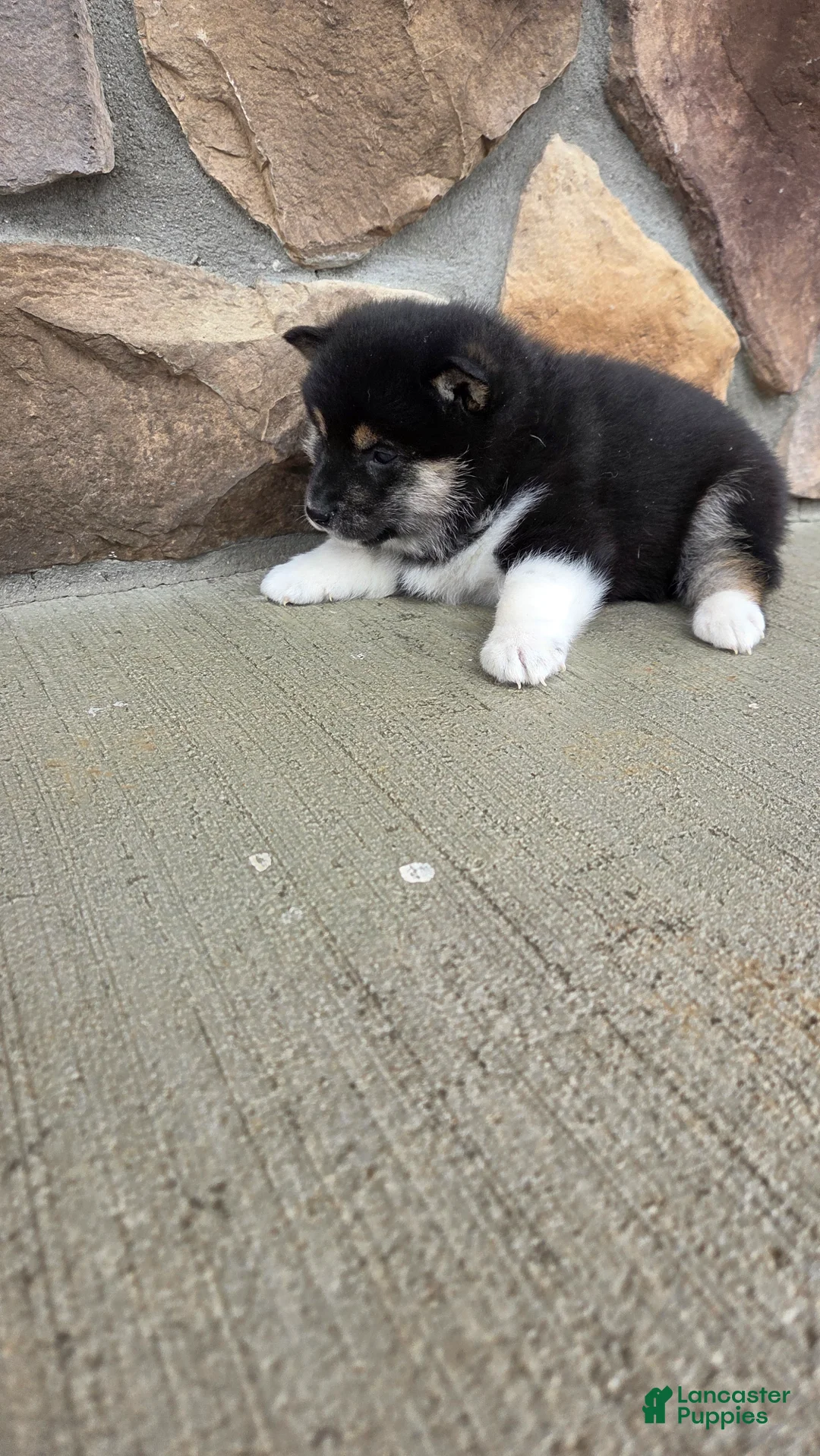 Shiba Inu dogs for sale: Shiba Inu Puppy 1 - Ad 14