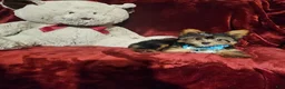 Yorkshire Terrier dogs for sale: *KNOX* - Ad 2