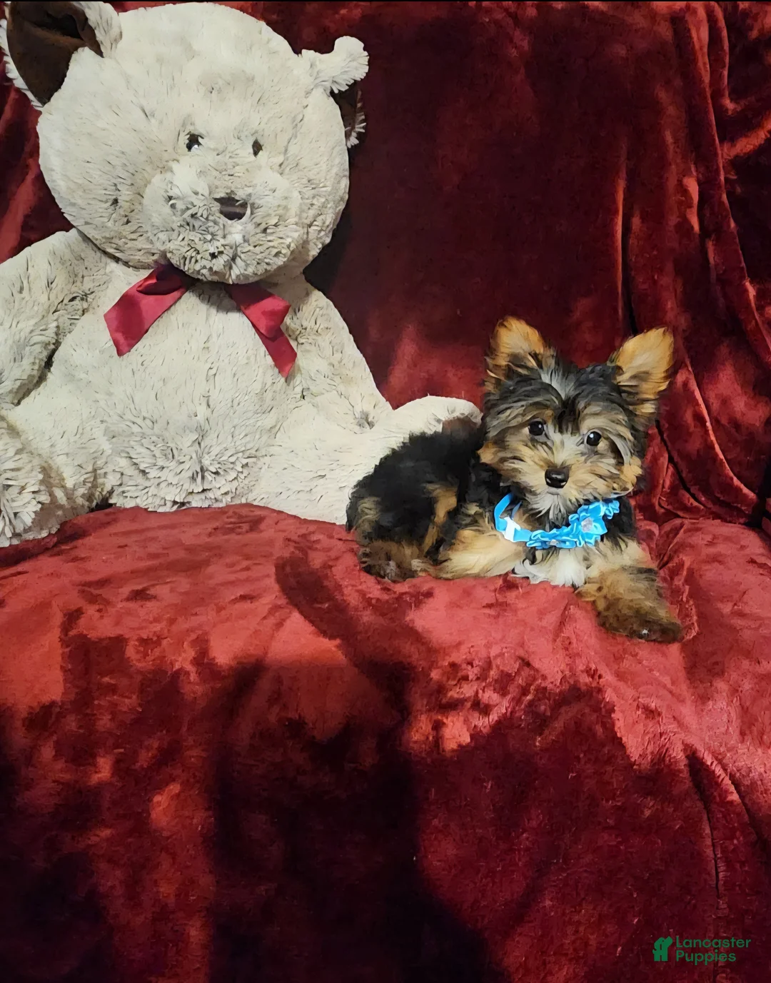 Yorkshire Terrier dogs for sale: *KNOX* - Ad 2