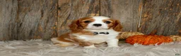 Cavalier King Charles Spaniel dogs for sale: Ryan - Ad 4