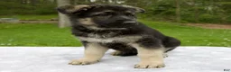 German Shepherd dogs for sale: Iris - Ad 5