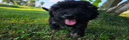 Miniature Poodle dogs for sale: Spruce - Ad 3