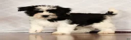 Havanese dogs for sale: Scott - Ad 3