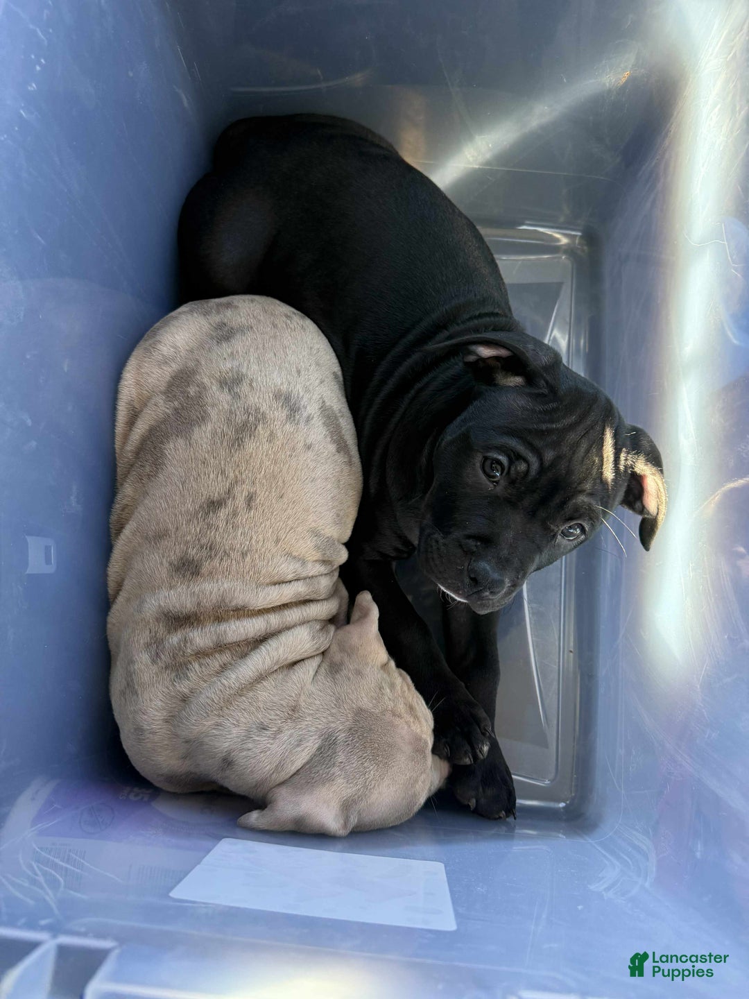 American Bully dogs for sale: Bella  - Ad 5