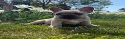 French Bulldog dogs for sale: Bear - Ad 4
