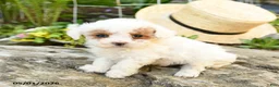 Toy Poodle dogs for sale: Meringue - Ad 3