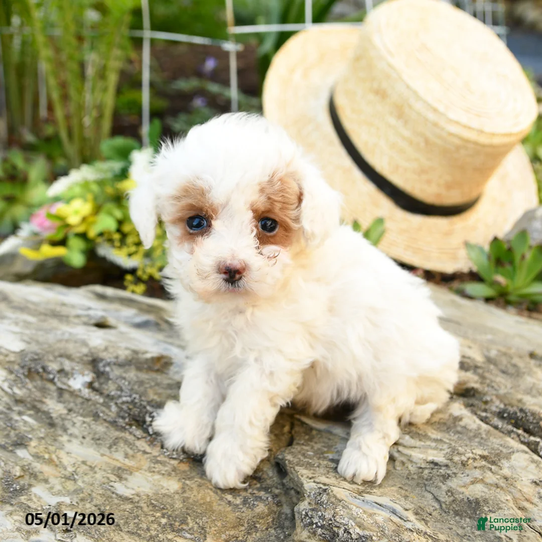 Toy Poodle dogs for sale: Meringue - Ad 3