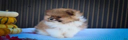 Pomeranian dogs for sale: Marco💙 - Ad 12