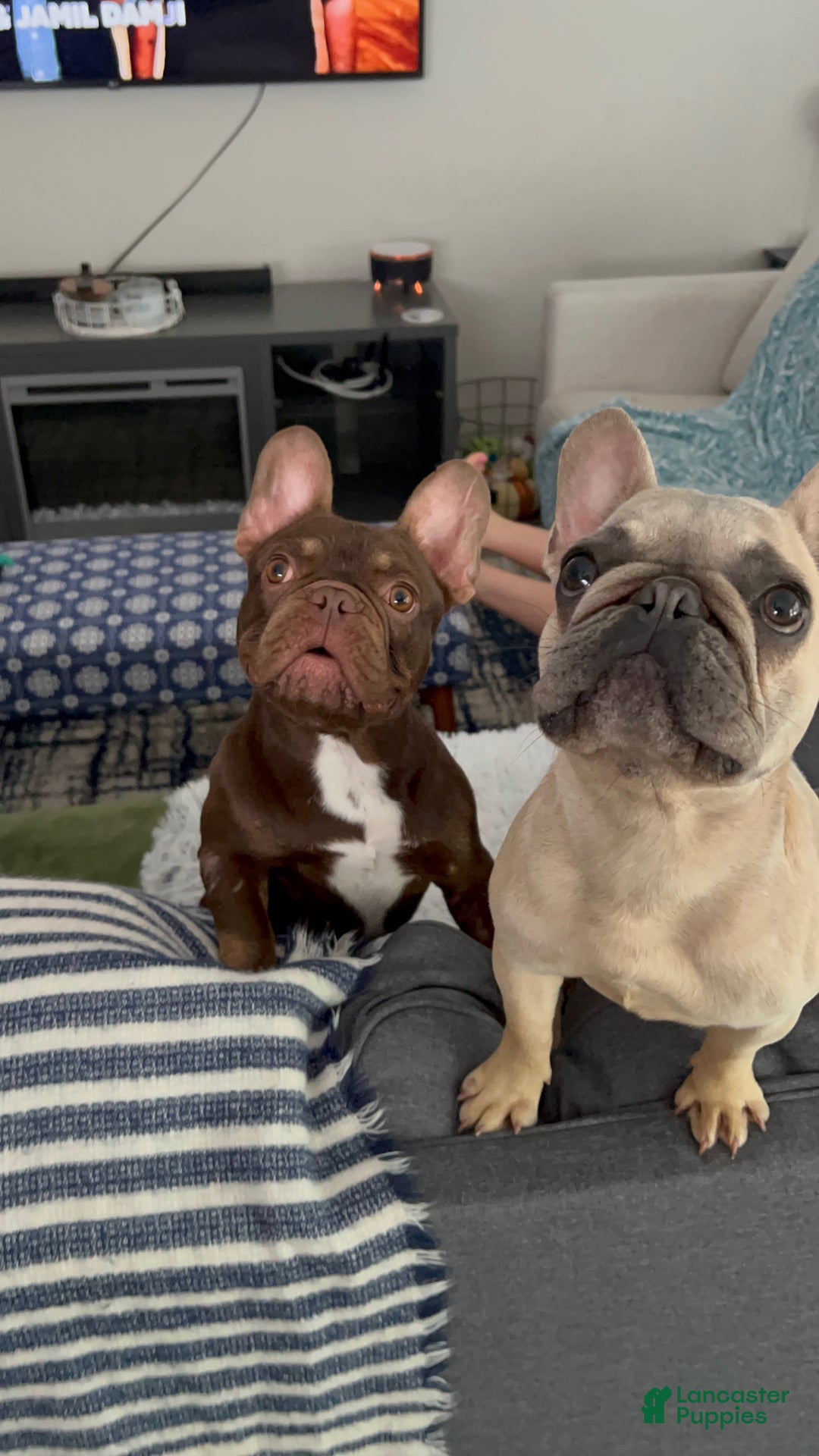 French Bulldog dogs for sale: Adira - Ad 9