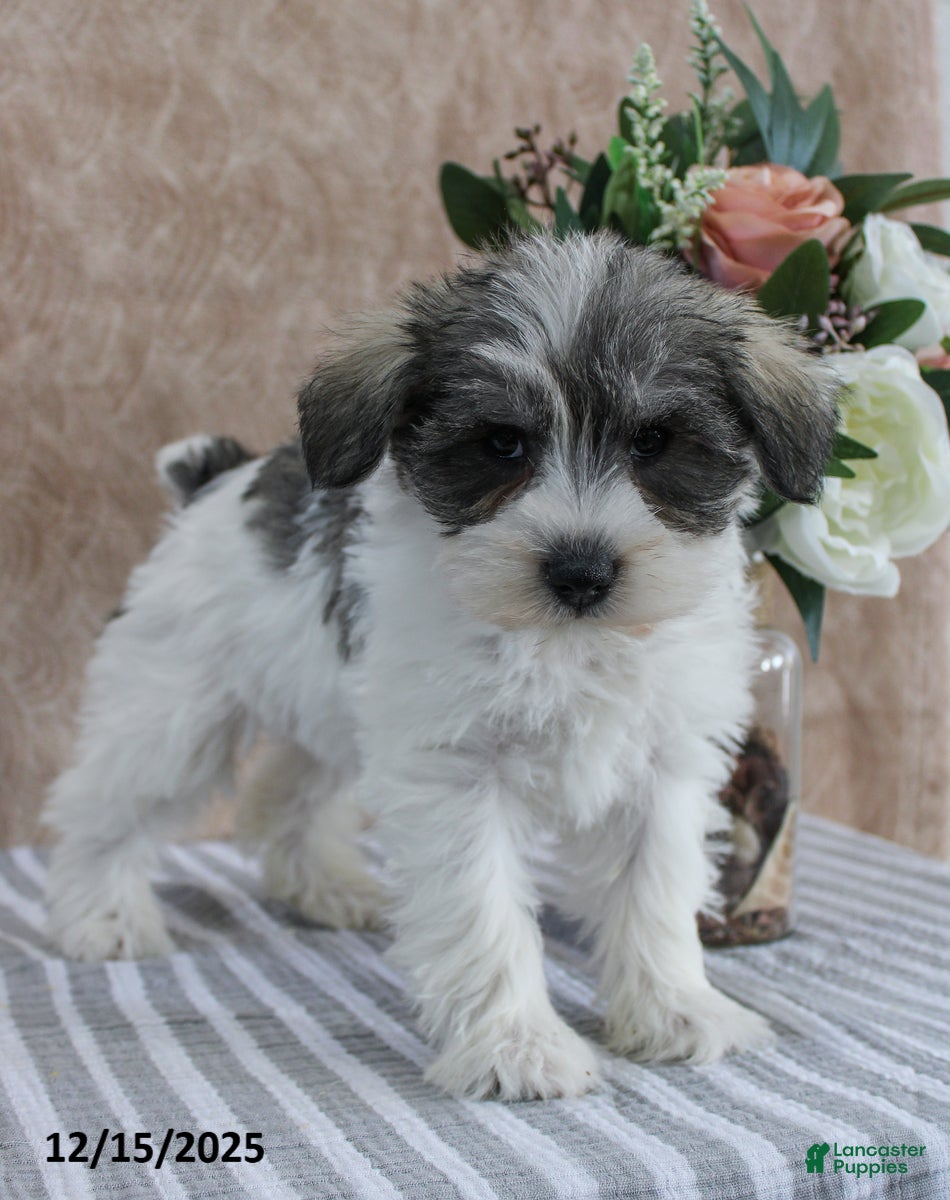 Miniature Schnauzer dogs Pepper - Ad 12