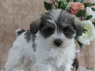 Miniature Schnauzer dogs Pepper - Ad 12