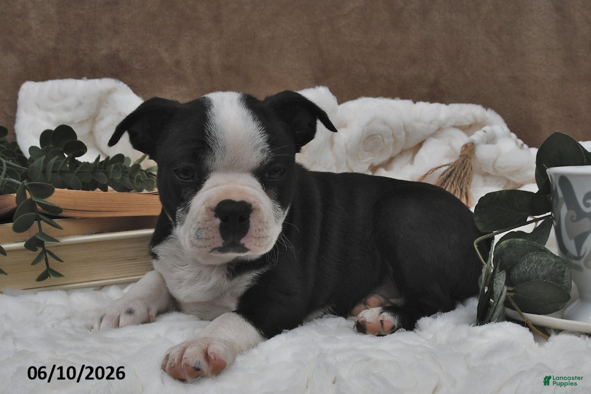Boston Terrier dogs Bella   - Ad 1