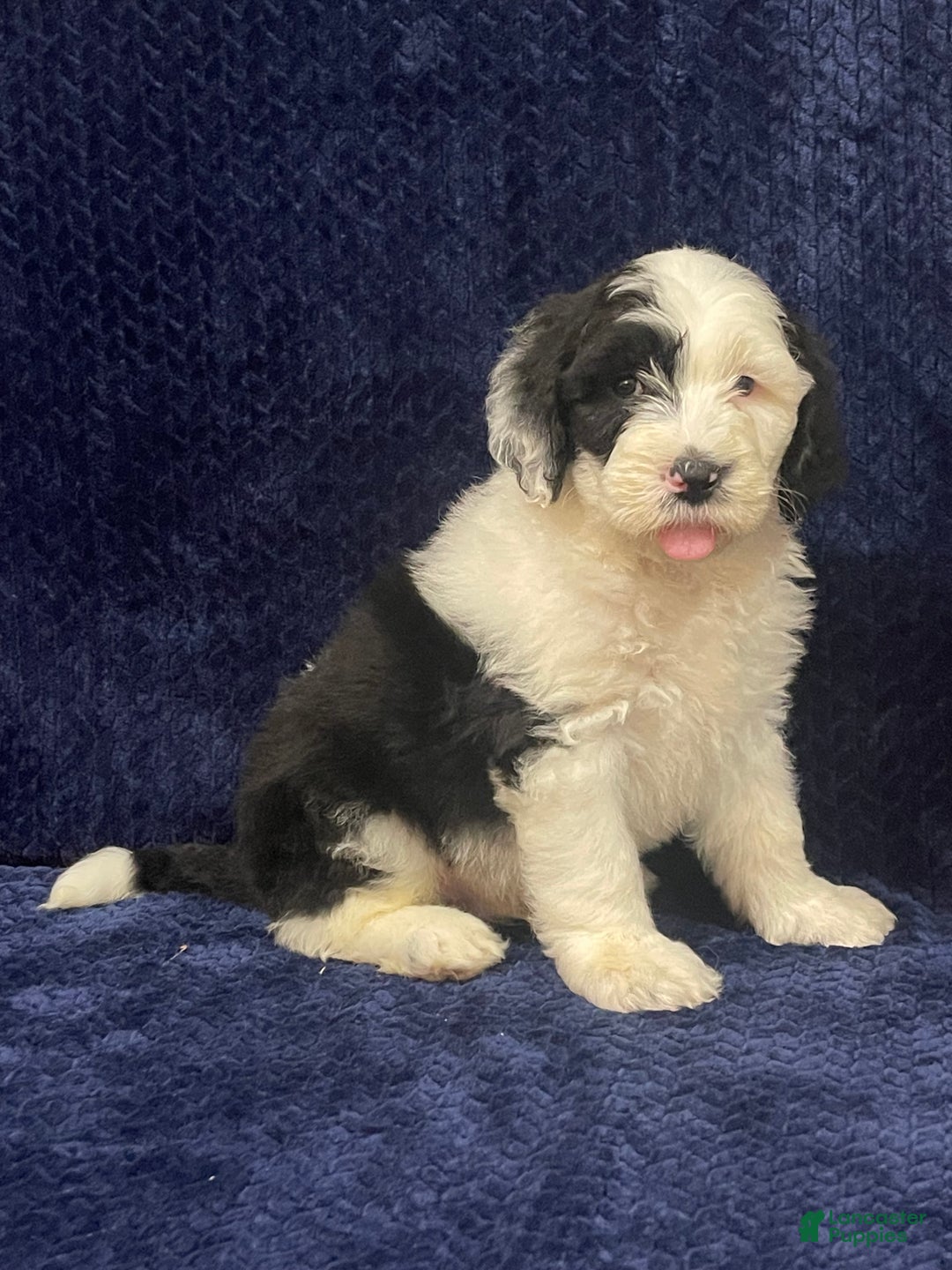 Sheepadoodle dogs for sale: Milo - Ad 2