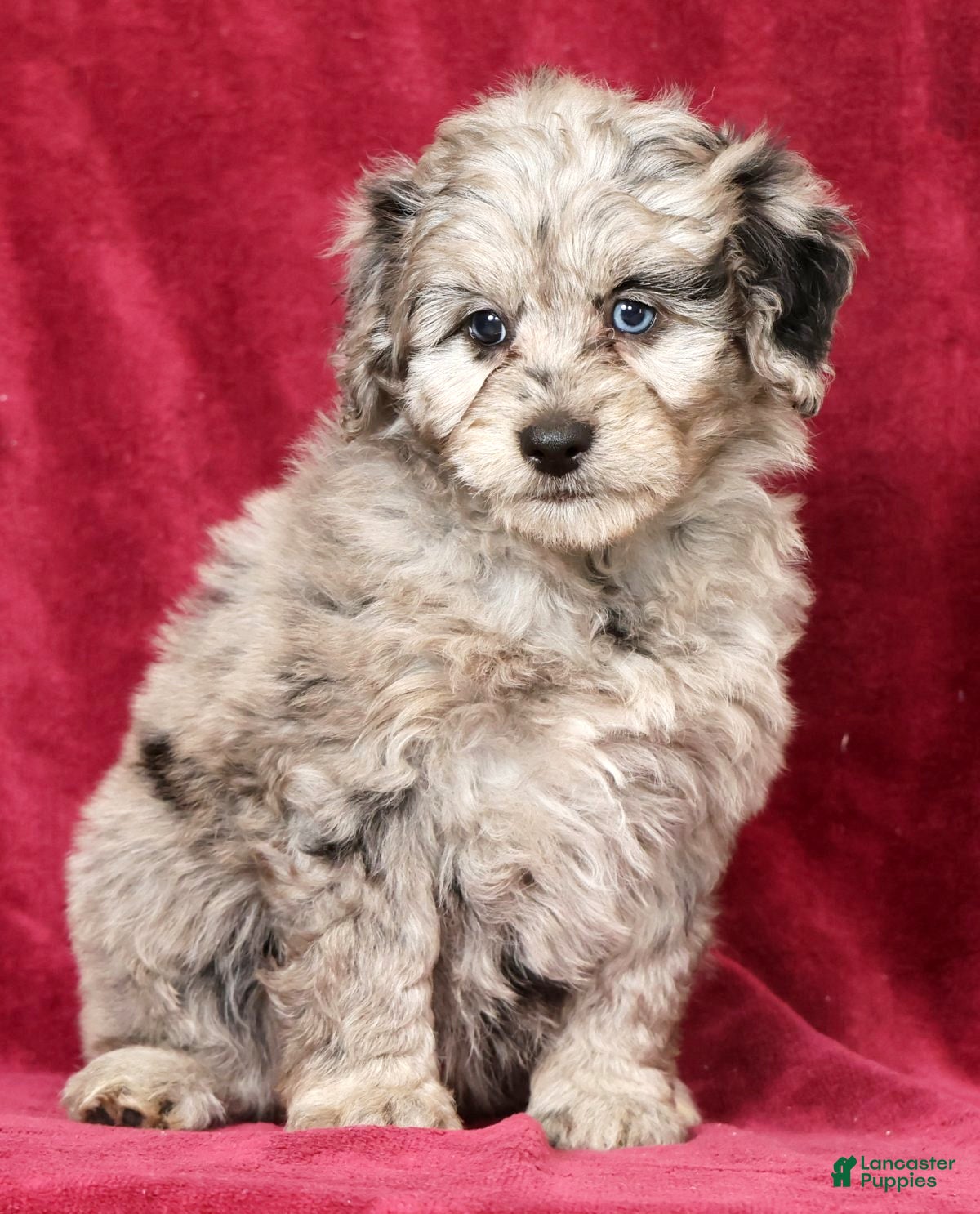 Mini Aussiedoodle dogs Molly - Ad 2