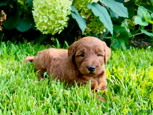 Mini Goldendoodle dogs Cinnamon - Ad 2