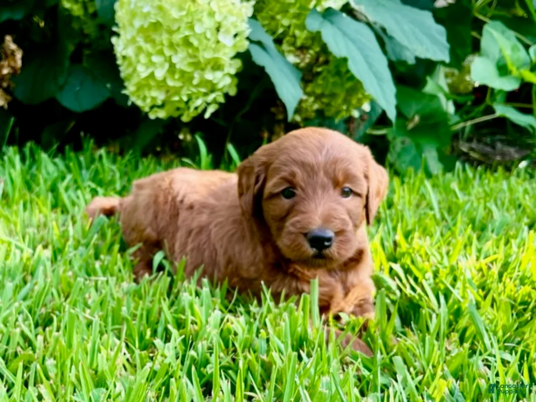 Mini Goldendoodle dogs for sale: Cinnamon - Ad 2