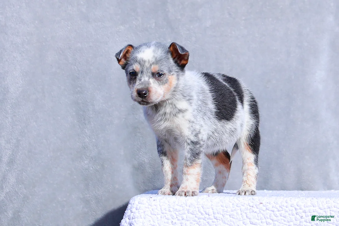 Australian Cattle Dog dogs for sale: Teeny - Ad 1