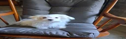 Maltese dogs for sale: Eli  - Ad 3