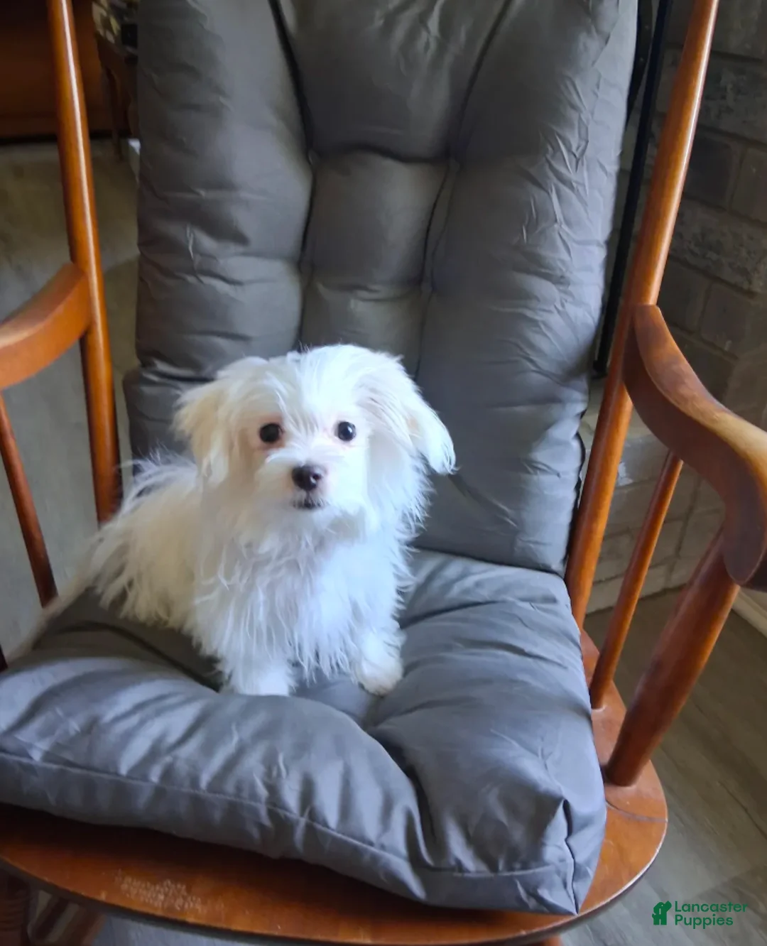 Maltese dogs for sale: Eli  - Ad 3