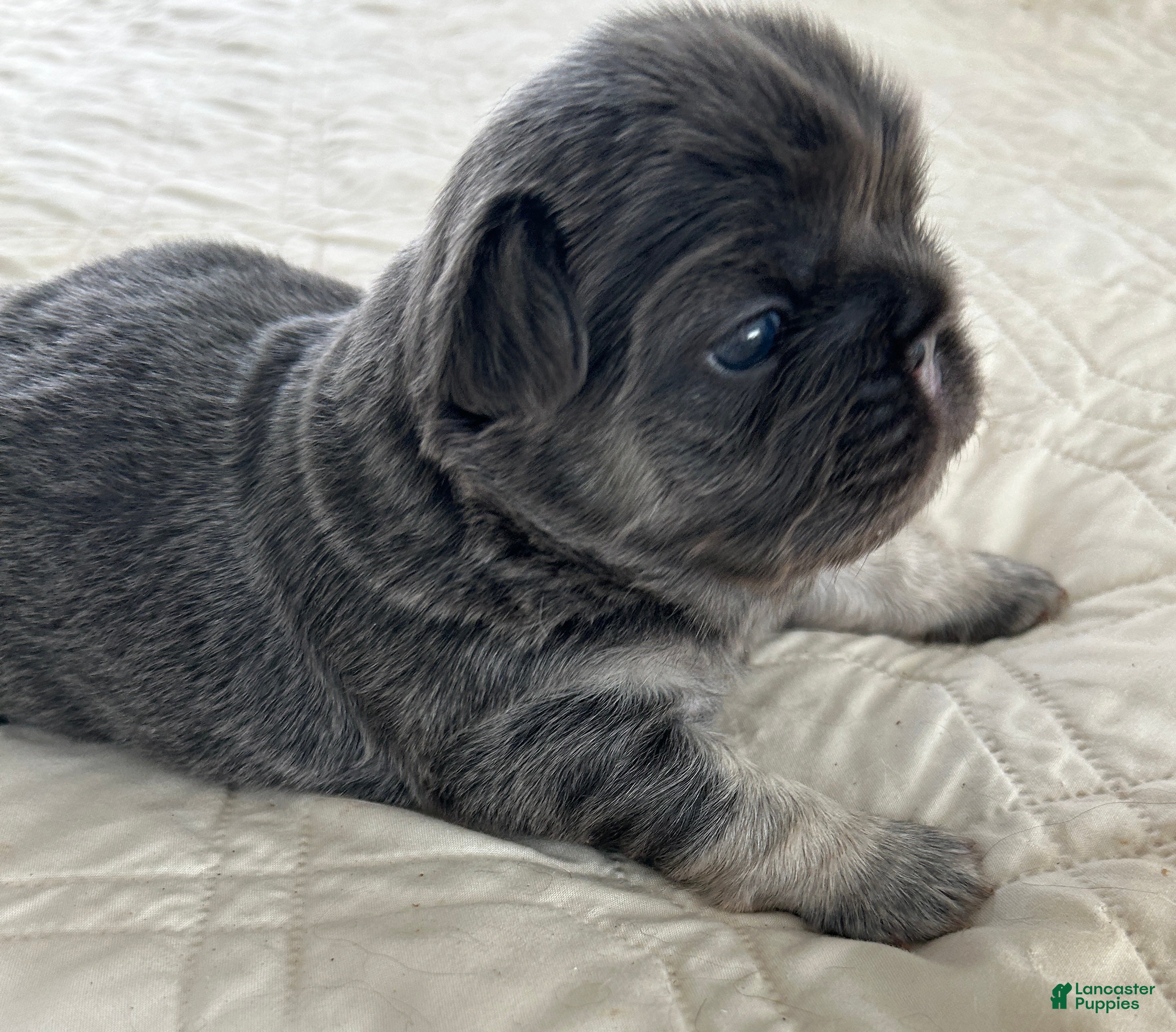 French Bulldog dogs JOLENE - Ad 1