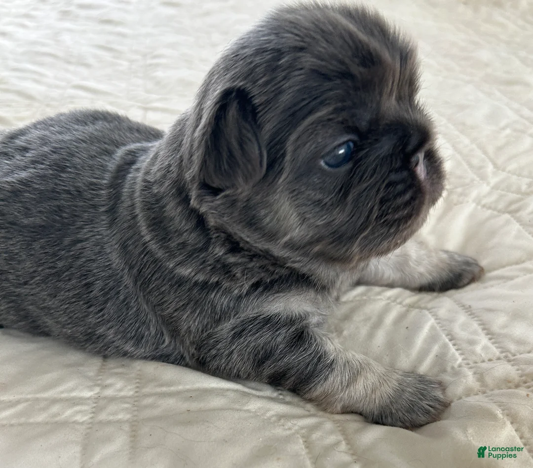 French Bulldog dogs for sale: JOLENE - Ad 1