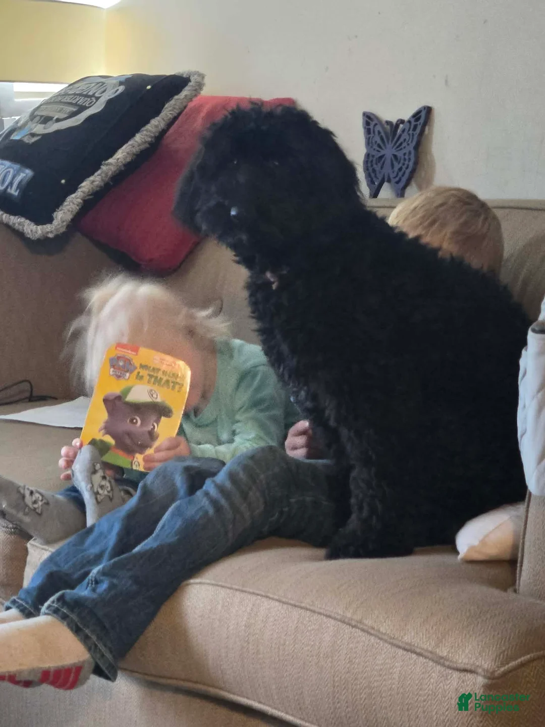 Mini Aussiedoodle dogs for sale: Minnie - Ad 4