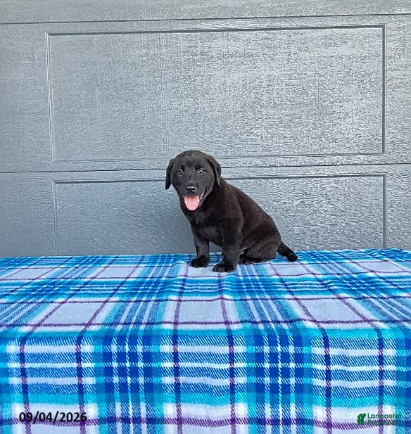 Labrador Retriever dogs for sale: Max - Ad 4