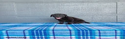 Labrador Retriever dogs for sale: Max - Ad 1