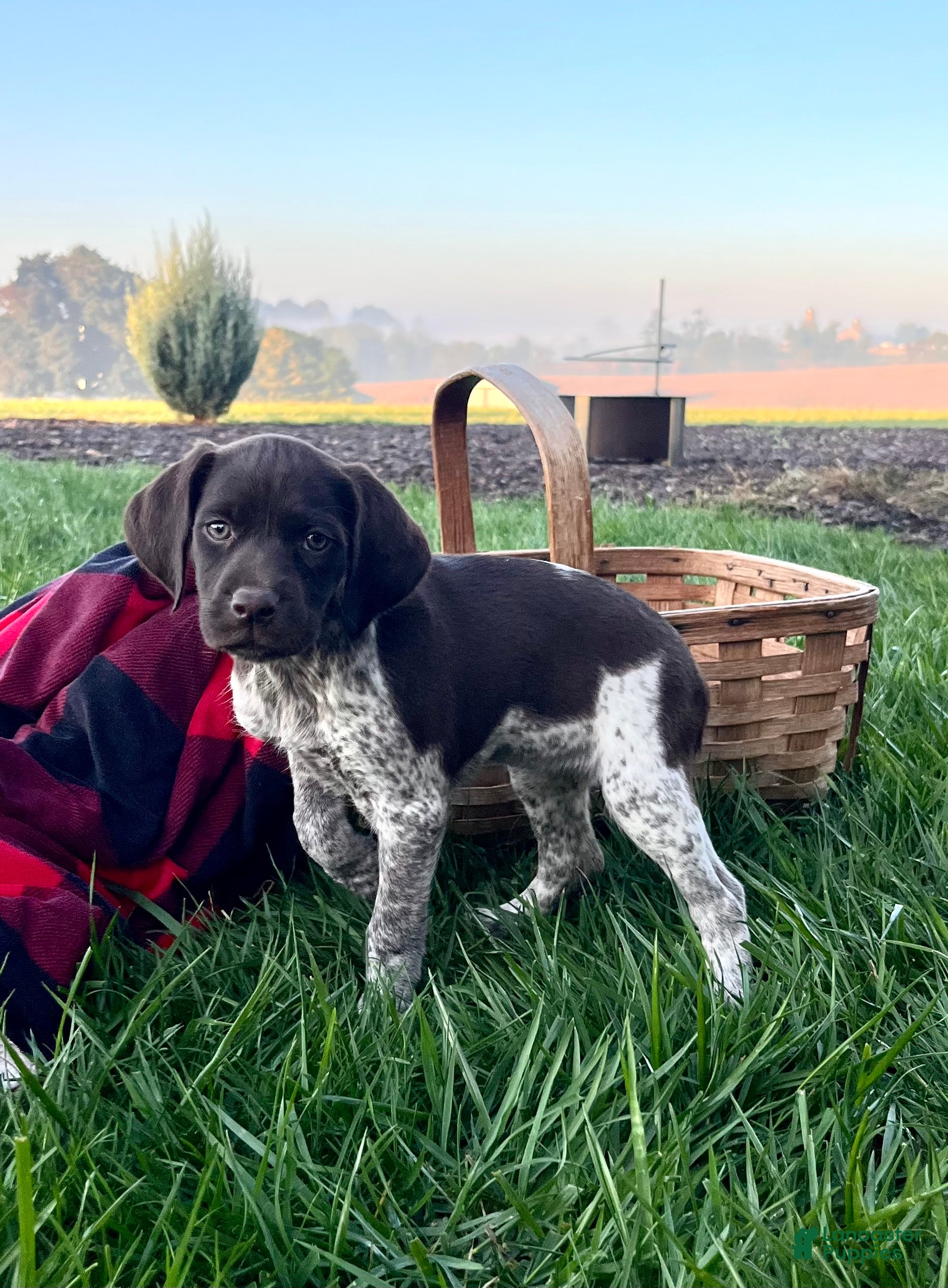German Shorthaired Pointer dogs Sage❤️akc ready to go home today - Ad 1