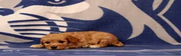 Mini Goldendoodle dogs for sale: Mini Goldendoodle 7 - Ad 2