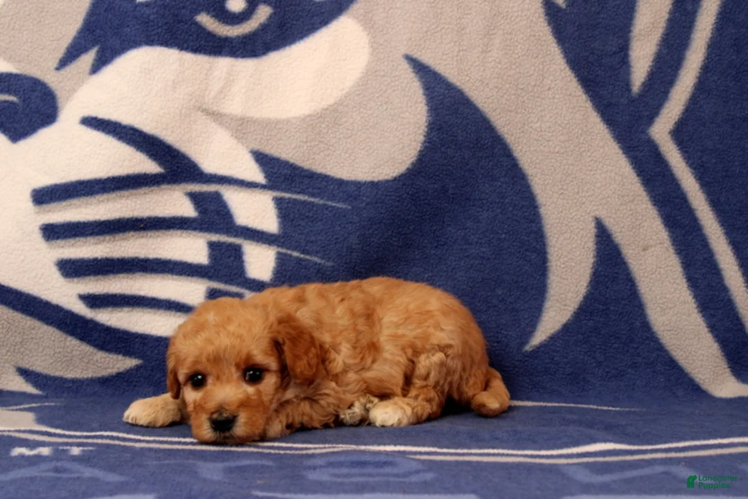 Mini Goldendoodle dogs for sale: Mini Goldendoodle 7 - Ad 2