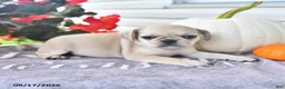 Puggle dogs for sale: Gala - Ad 3