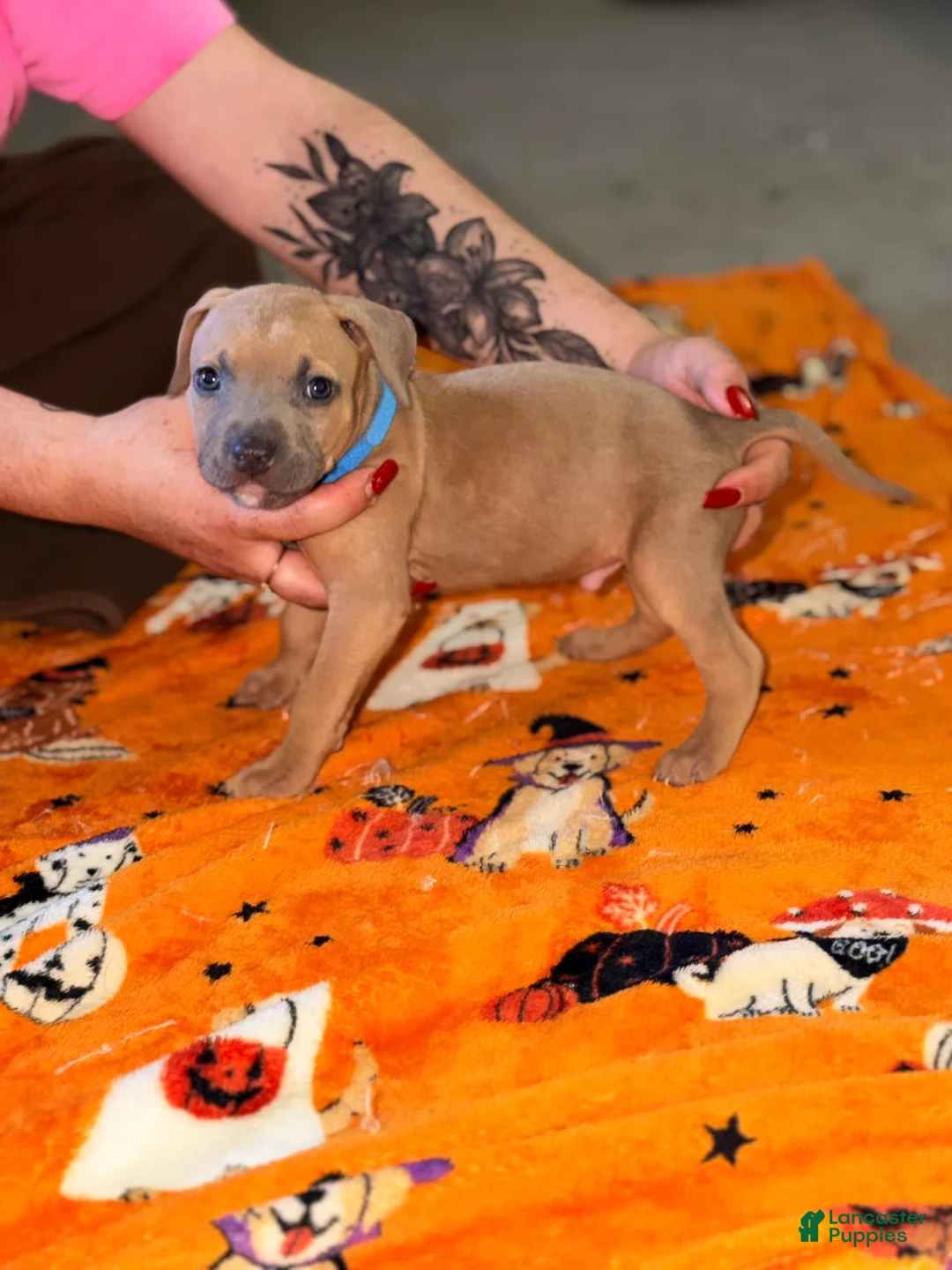 American Bully dogs for sale: American Bully 7 - Ad 1