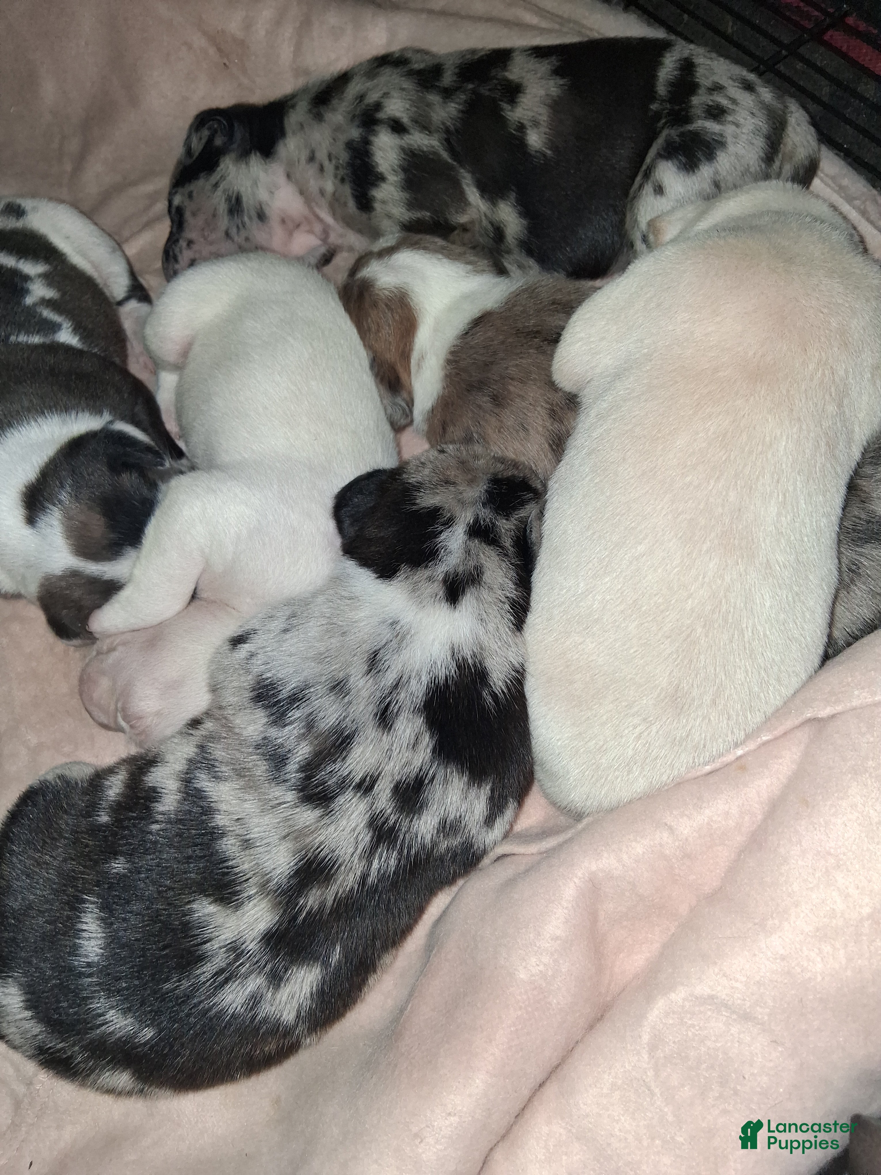 American Pit Bull Terrier dogs American Pit Bull Terrier Puppy 7 - Ad 22