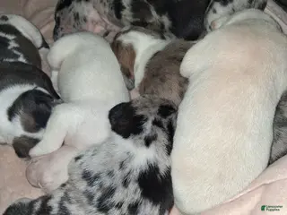 American Pit Bull Terrier dogs American Pit Bull Terrier Puppy 7 - Ad 24