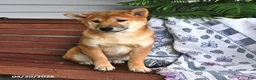 Shiba Inu dogs for sale: Dick  - Ad 3
