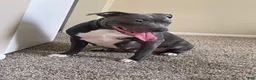 American Pit Bull Terrier dogs for sale: American Pit Bull Terrier 8 - Ad 2