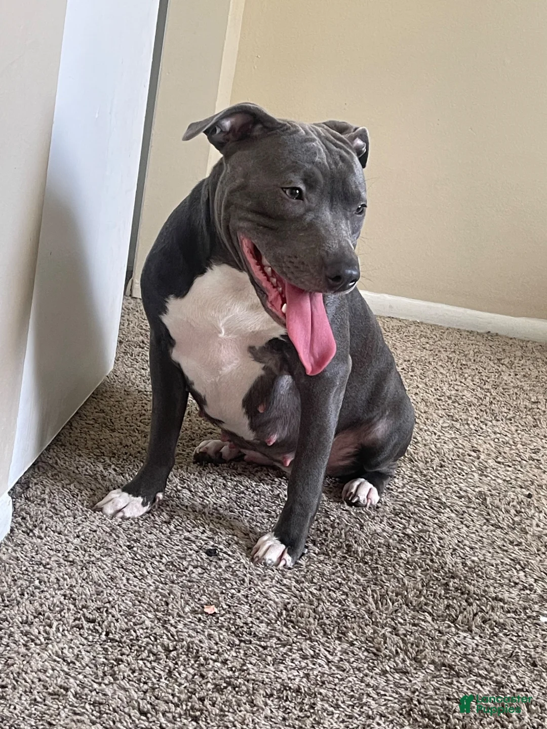 American Pit Bull Terrier dogs for sale: American Pit Bull Terrier 8 - Ad 2