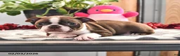 Boston Terrier dogs for sale: James   - Ad 2