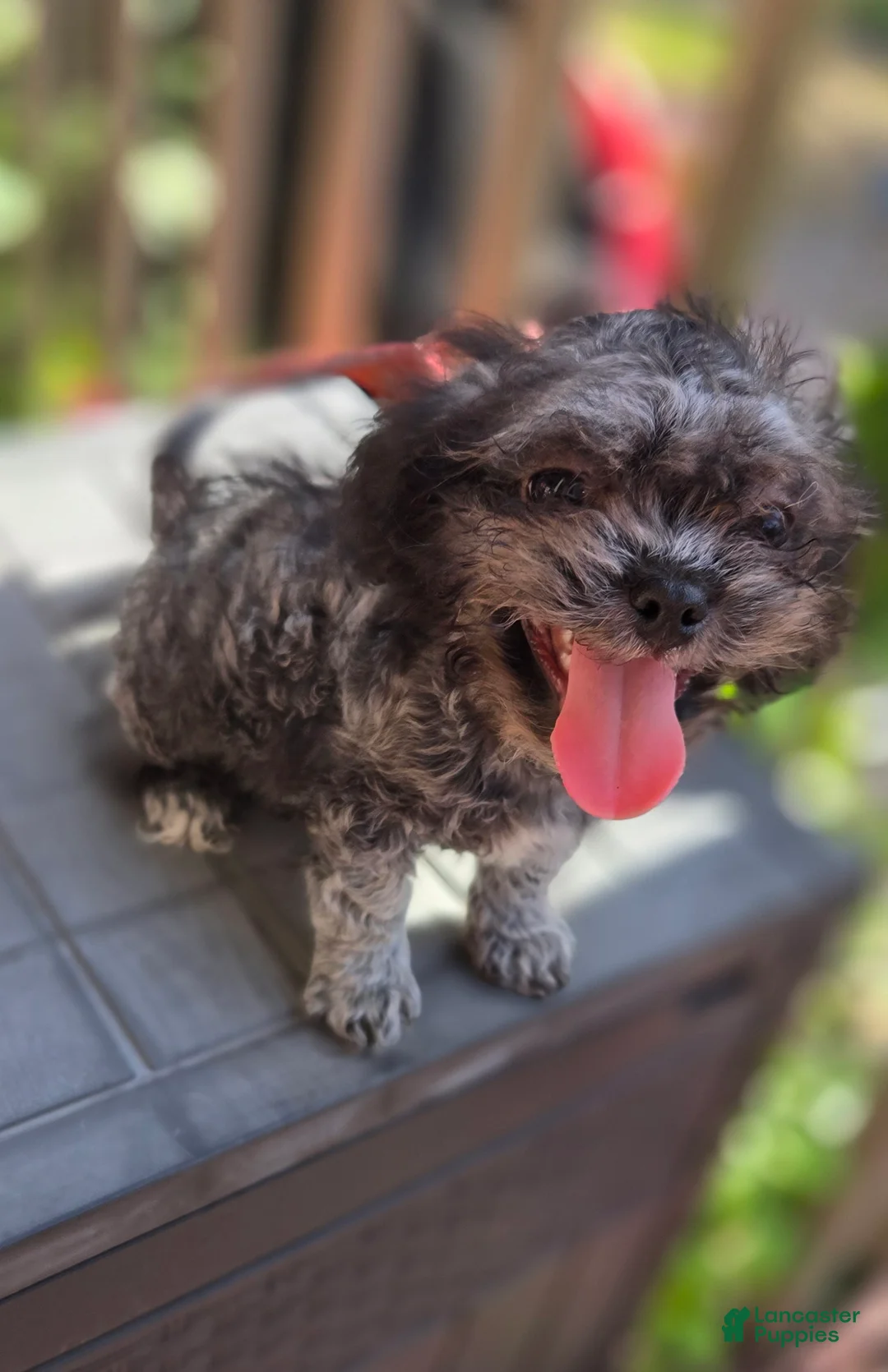 Mixed Breed dogs for sale: Midnight - Ad 1