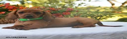 Dachshund dogs for sale: Hunter - Ad 4