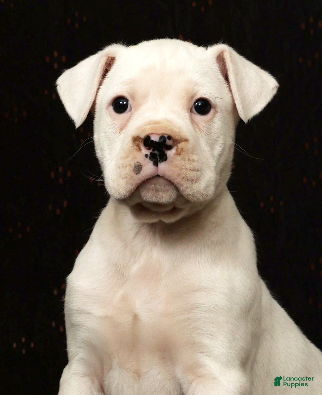 Boxer dogs for sale: Alex - Ad 10