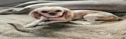 Mixed Breed dogs for sale: Bark Vader  - Ad 9