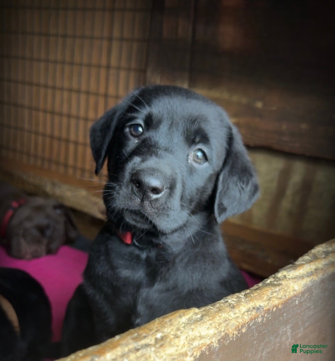 Labrador Retriever dogs Red Collar - Ad 1