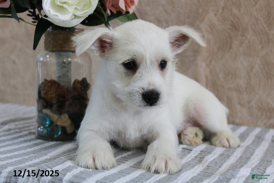 Miniature Schnauzer dogs for sale: Preston - Ad 3