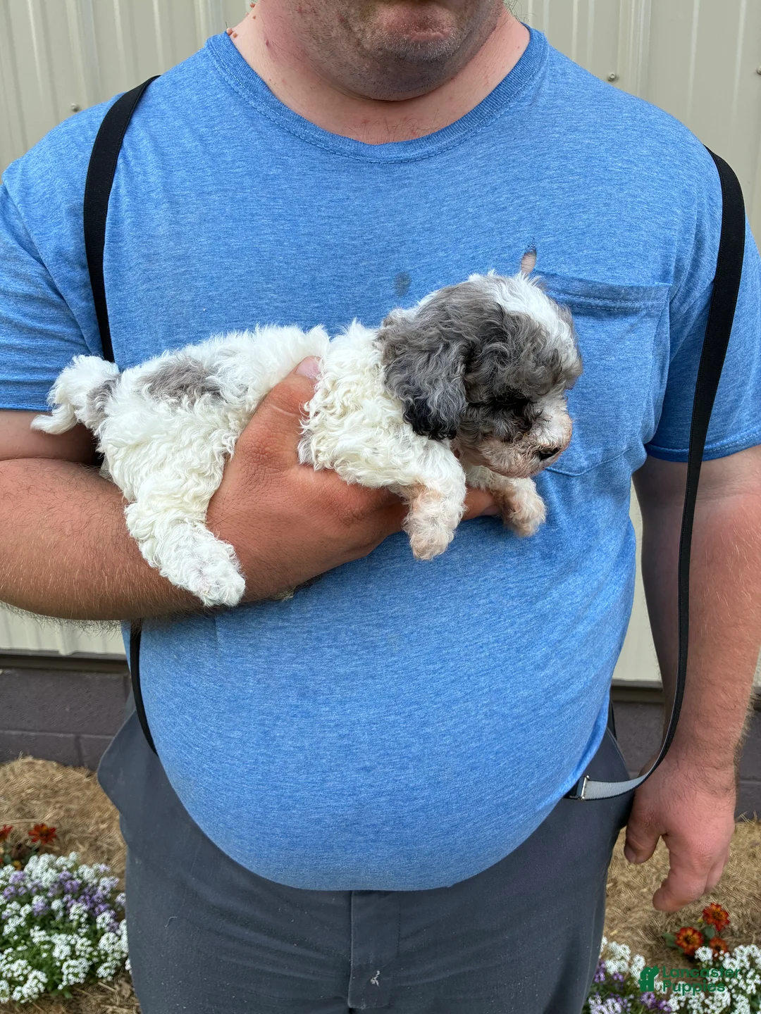 Mini Bernedoodle dogs for sale: Mini Bernedoodle 1 Cotton - Ad 2
