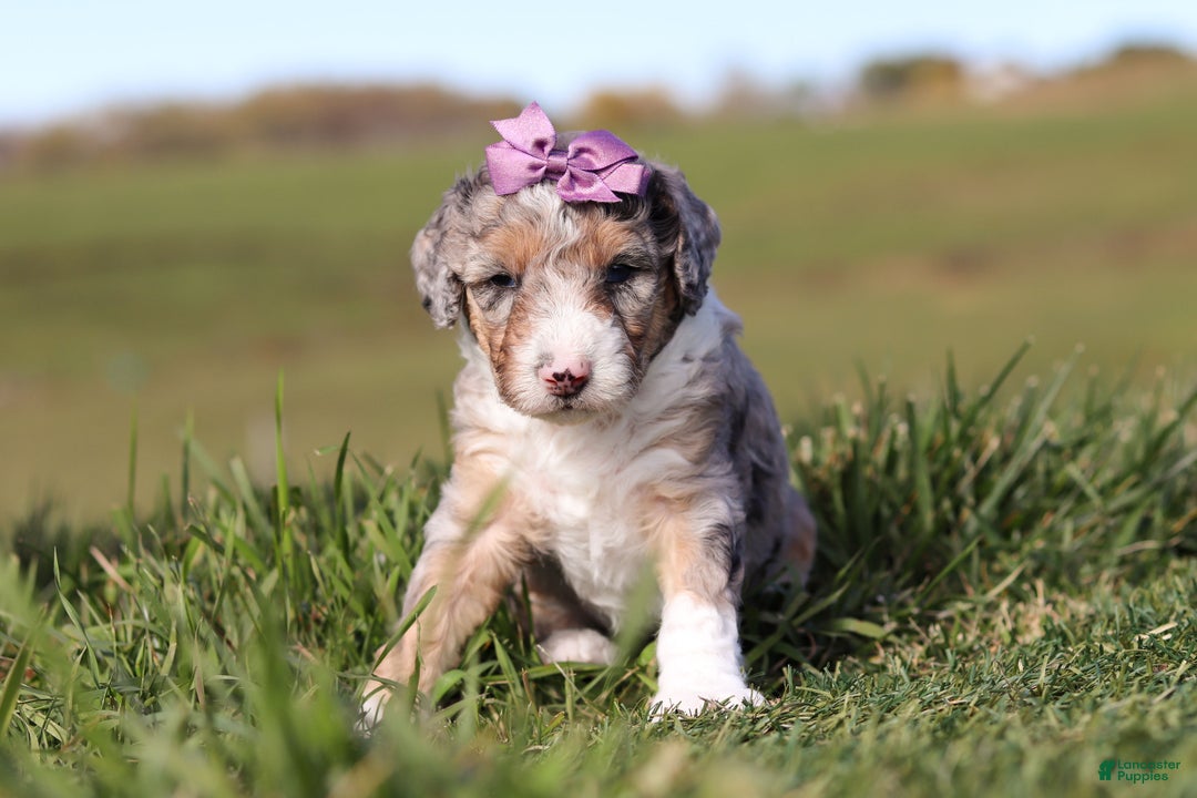 Mini Bernedoodle dogs for sale: Caroline - Ad 1