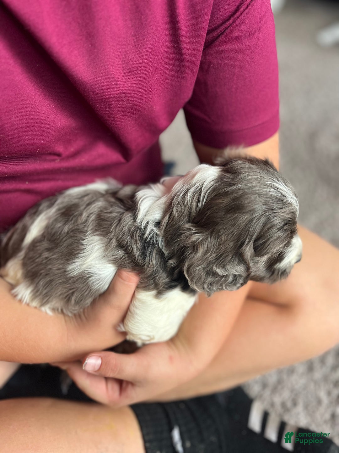 Cockapoo dogs for sale: Fir - Ad 4