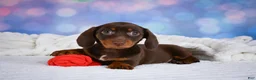 Miniature Dachshund dogs for sale: Maggie - Ad 7