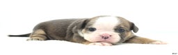 Mixed Breed dogs for sale: Savanna Tiny mini bulldog  - Ad 15